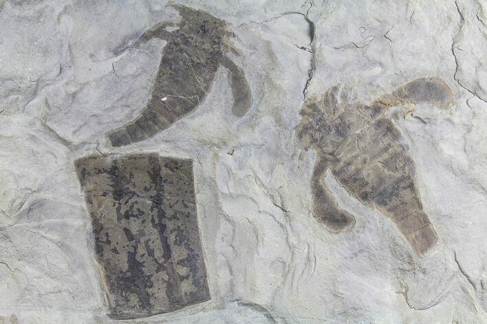 Two Eurypterus (Sea Scorpion) Fossils - New York #179503